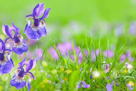 Purple iris spring flowers in bloom, flower background, easter spring background. Close up macro photo, selective focus. Ideal for greeting festive postcard