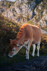Naklejka na ściany i meble cow and calf in the mountains