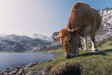cow on a pasture