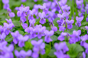 Flower bed with Common violets (Viola Odorata) flowers in bloom, traditional easter flowers, flower...