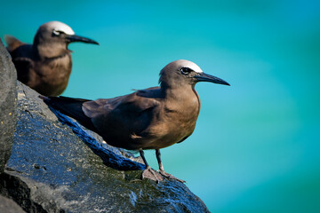 Brown Noddy (Anous stolidus)