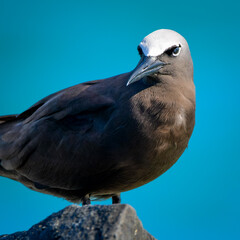 Brown Noddy (Anous stolidus)