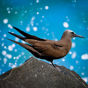 Brown Noddy (Anous stolidus)