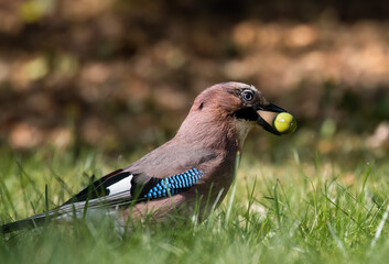 Eurasian jay with oak acorn, Garrulus glandarius, very nice big bird, colorful feathers, looking for oak acorns and nuts. Brown bird with blue feathers on the wing