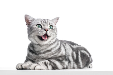 Kitten meow isolated on white. British shorthair silver tabby cat