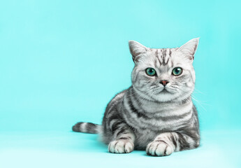 Kitten British shorthair silver tabby cat portrait.