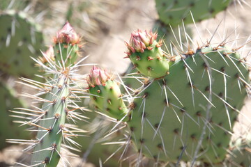 cactus with thorns © Tad