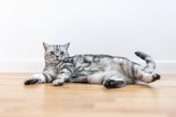 Kitten British shorthair silver tabby cat at home