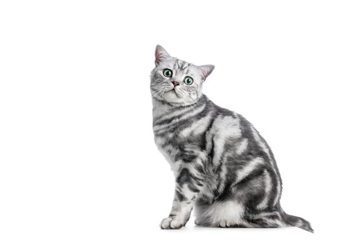 Kitten British shorthair silver tabby cat portrait.