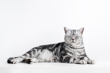 Kitten British shorthair silver tabby cat portrait isolated on white