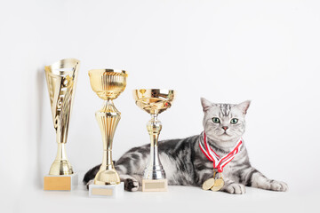 British shorthair silver tabby cat show champion with cups and medal