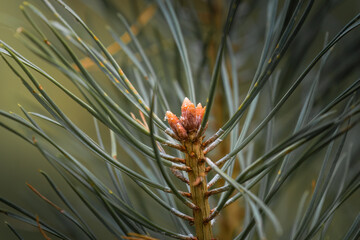 Blooming cones on spruce, pine cones, green needles on twigs. Orange flowers from which beautiful cones will grow