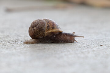 snail on the road