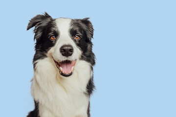 Funny emotional dog. Cute puppy dog border collie with funny face isolated on blue background. Cute pet dog. Pet animal life concept