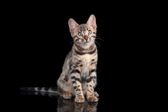 Cute bengal kitten sitting on a black background