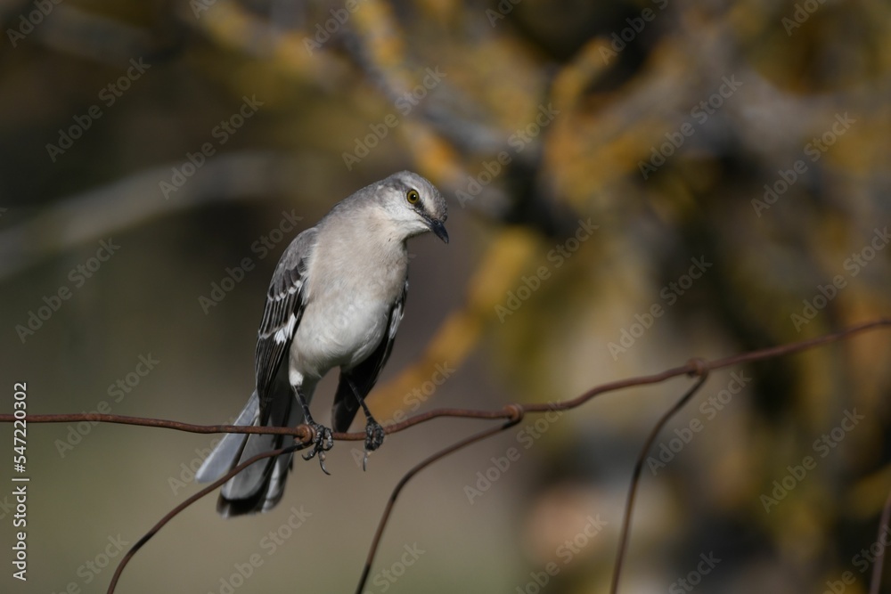 Poster closeup of a northern mockingbird perched on the tree branch against blurry background