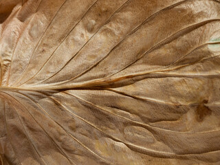 Macro autumn background. Brown textured surface of a dry leaf