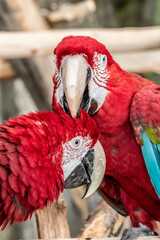 two red macaw ara ararauna