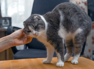 Human-animal communication. Cat arches its back