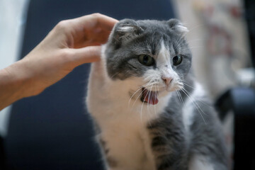 Human-animal communication. Cat's emotion.