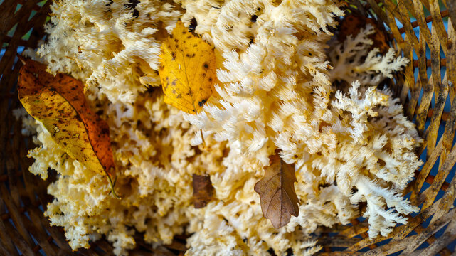 Edible coral mushroom. It is used in medicine for the treatment and prevention of cancerous tumors.