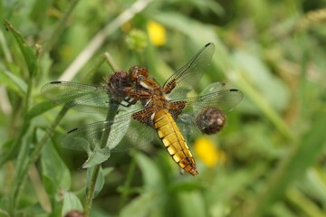 Closeup on a colorful female Broad-bodied chaser, Libellula depr