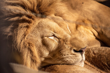a lion resting on a summer day, sleeping - Powered by Adobe