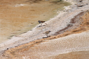 killdeer of deadly springs