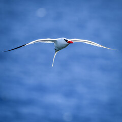Red-billed Tropicbird (Phaethon aethereus)