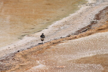 killdeer of deadly springs
