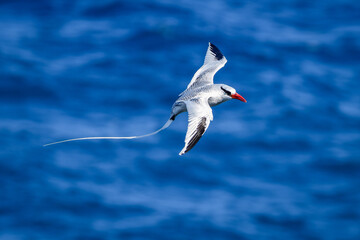 Red-billed Tropicbird (Phaethon aethereus)