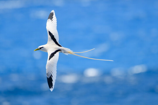 White-tailed Tropicbird (Phaethon Lepturus)