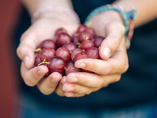Human holding bunch of bunch of gooseberries © Photokrisan/Wirestock Creators