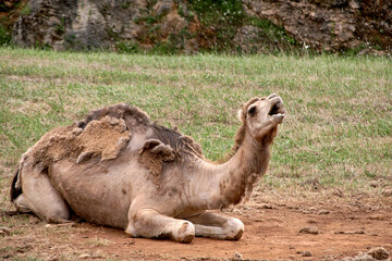 A dromedary lying on the ground and the grass