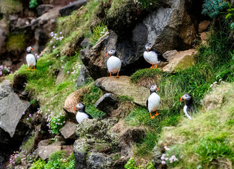 Puffins