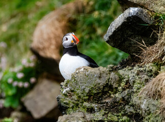 Puffins