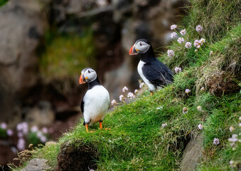 Puffins