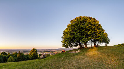 Lindenbaum auf einem Bergrücken mit Blick ins Tal am Abend