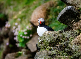 Puffins
