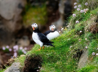 Fototapeta premium Puffins