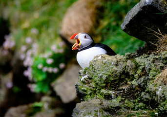 Puffins