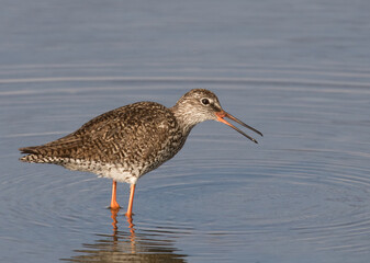 common redshank