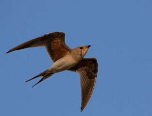 collared  pratincole