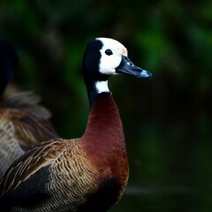 White-faced Whistling-Duck (Dendrocygna viduata)