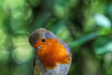 A Robin Redbreast bird. These small songbirds are often associated with Christmas and found on the front of holiday cards.