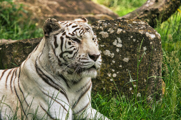 Tigre blanc