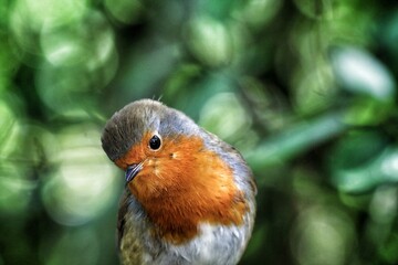 A Robin Redbreast bird. These small songbirds are often associated with Christmas and found on the front of holiday cards.