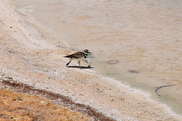 killdeer of deadly springs