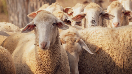 Traditional life from in Gonen, Turkey