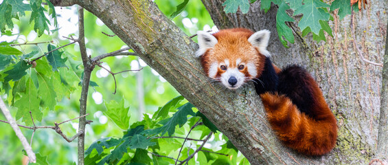 Red panda - Ailurus Fulgens - portrait. Cute animal resting lazy on a tree.